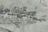 Pennsylvanian Fossil Fern (Sphenopteris) Plate - Kentucky #137741-2
